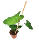 Philodendron fuzzy petiole XL
