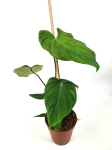 Philodendron fuzzy petiole XL