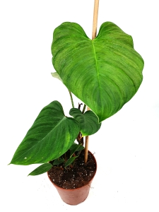 Philodendron fuzzy petiole - XL