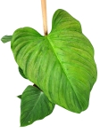 Philodendron fuzzy petiole XL