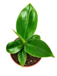  Philodendron imperial green S