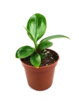  Philodendron imperial green S