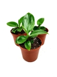  Philodendron imperial green S