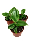  Philodendron imperial green S