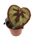 Begonia masoniana rock - S