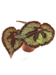 Begonia masoniana rock - S