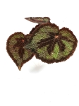 Begonia masoniana rock - S