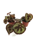 Begonia masoniana rock - S