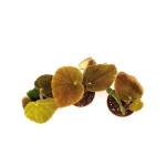 Begonia masoniana jungle S