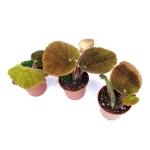 Begonia masoniana jungle S