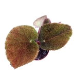 Begonia masoniana jungle S