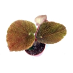 Begonia masoniana jungle S