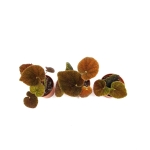 Begonia masoniana river S