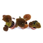 Begonia masoniana river S