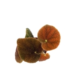 Begonia masoniana river S
