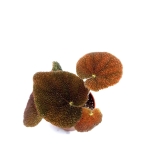 Begonia masoniana river S
