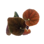 Begonia masoniana river S