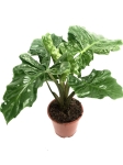 Alocasia Portora / Portodora L