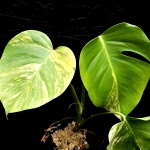 Monstera marmorata