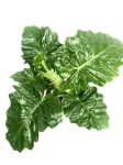 Alocasia Portora / Portodora L