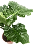 Alocasia Portora / Portodora L