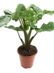 Alocasia Portora / Portodora L