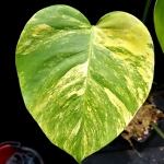 Monstera marmorata