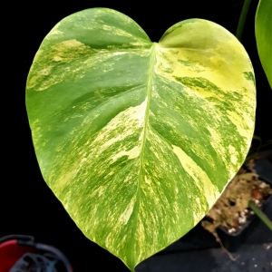 Monstera marmorata