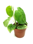 S. macrophyllum Frosted Heart M