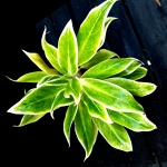 Aglaonema White Lipstick - zdjęcie poglądowe starszej rośliny