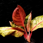 Aglaonema Hughes