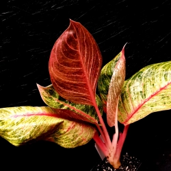 Aglaonema Hughes