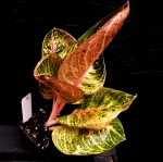 Aglaonema Hughes