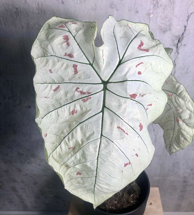 Caladium Strawberry dorosła roślina