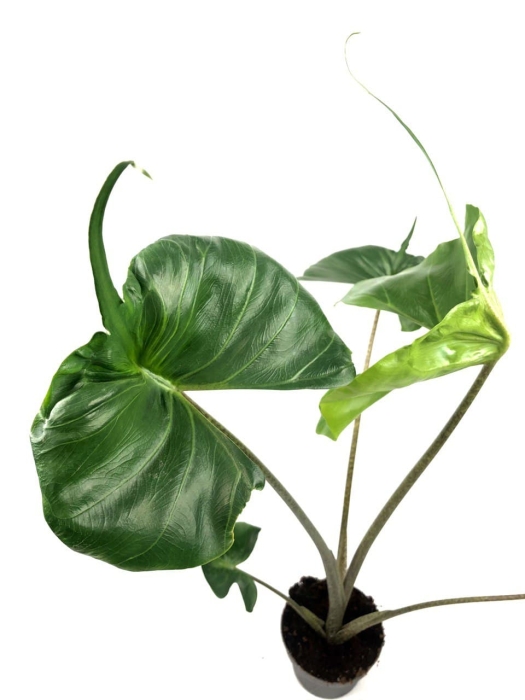 Alocasia stingray XL