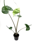 Alocasia stingray XL