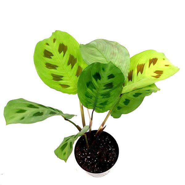 Marantha leuconeura kerchoveana - M