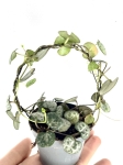 Ceropegia woodii - zdjęcie poglądowe 