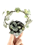 Ceropegia woodii - zdjęcie poglądowe 