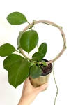 Hoya australis - zdjęcie poglądowe z podpórka PLA