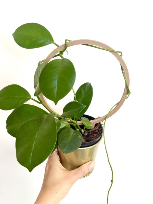 Hoya australis - zdjęcie poglądowe z podpórka PLA