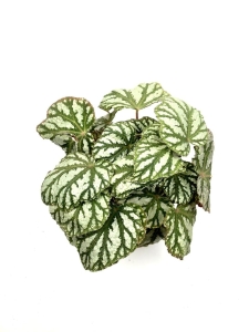 Begonia Tap Dance