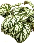 Begonia Tap Dance - M