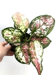 Aglaonema anyamanee tricolor M