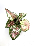 Aglaonema anyamanee tricolor M