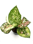 Aglaonema anyamanee tricolor M