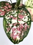 Aglaonema anyamanee tricolor M