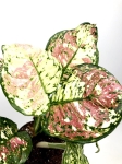 Aglaonema anyamanee tricolor M