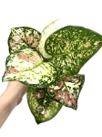 Aglaonema anyamanee tricolor M