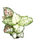 Aglaonema anyamanee tricolor L
